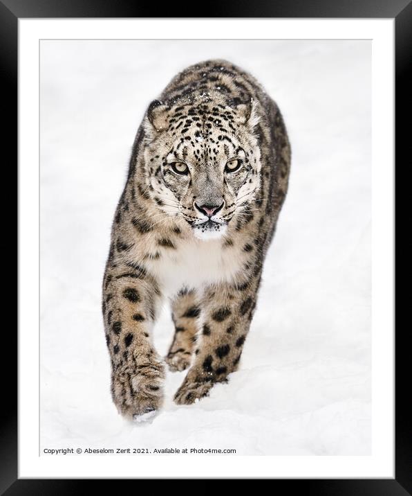 Snow Leopard on the Prowl XVI Framed Mounted Print by Abeselom Zerit