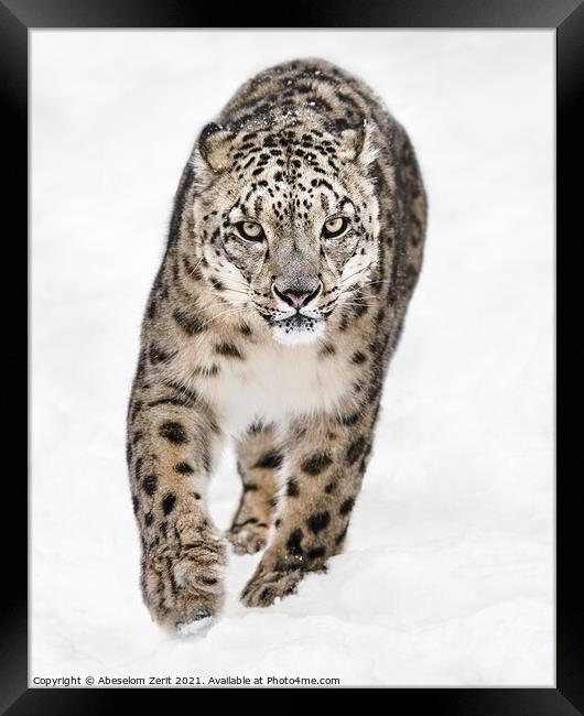 Snow Leopard on the Prowl XVI Framed Print by Abeselom Zerit