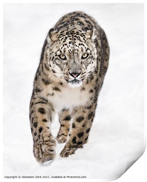 Snow Leopard on the Prowl XVI Print by Abeselom Zerit