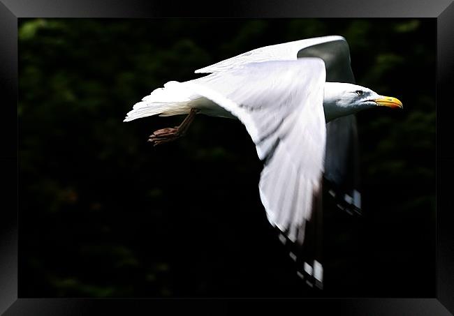 Seagull in Flight Framed Print by val butcher