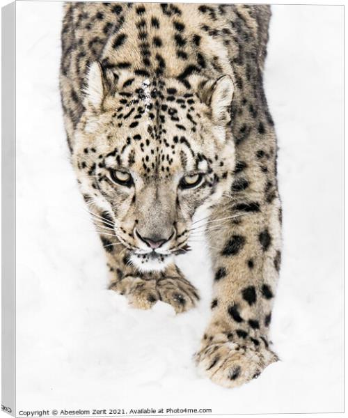 Snow Leopard on the Prowl X Canvas Print by Abeselom Zerit