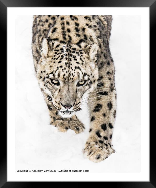 Snow Leopard on the Prowl X Framed Mounted Print by Abeselom Zerit