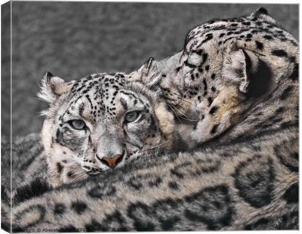 Snow Leopard Pair V Canvas Print by Abeselom Zerit