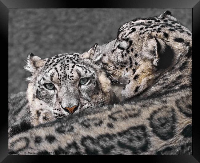 Snow Leopard Pair V Framed Print by Abeselom Zerit