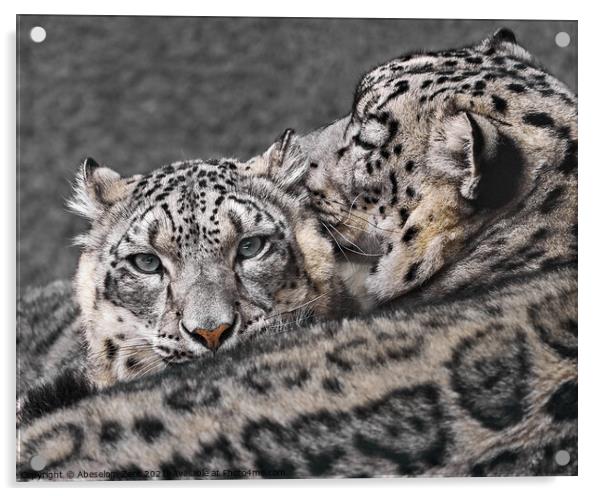 Snow Leopard Pair V Acrylic by Abeselom Zerit