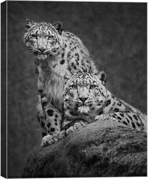Snow Leopard Pair Canvas Print by Abeselom Zerit