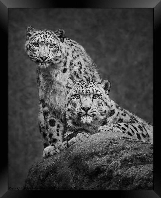 Snow Leopard Pair Framed Print by Abeselom Zerit