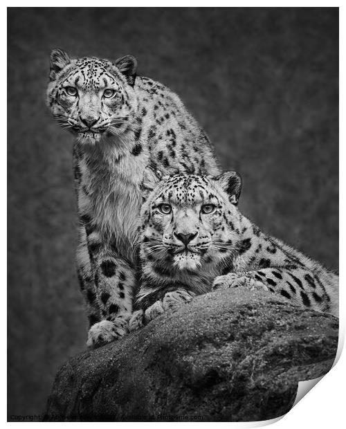Snow Leopard Pair Print by Abeselom Zerit