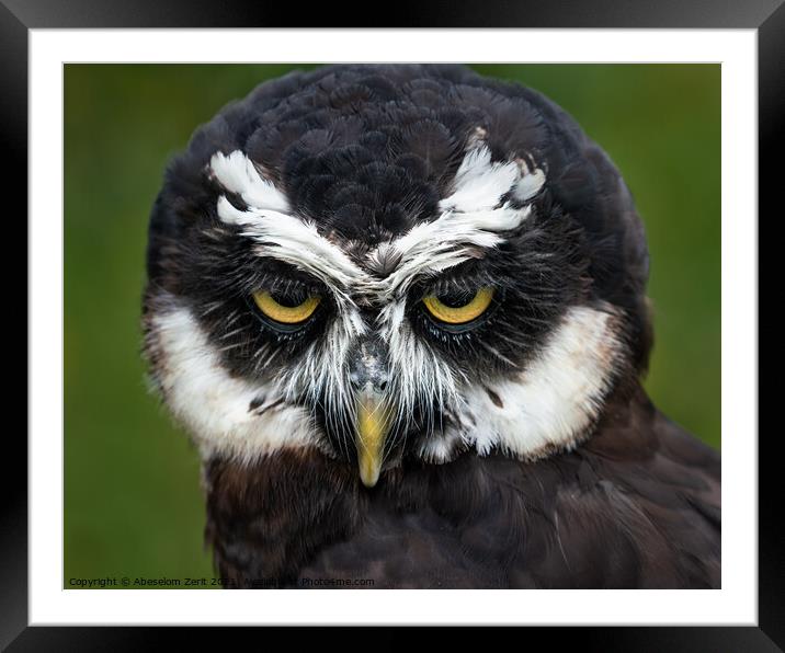 Spectacled Owl II Framed Mounted Print by Abeselom Zerit