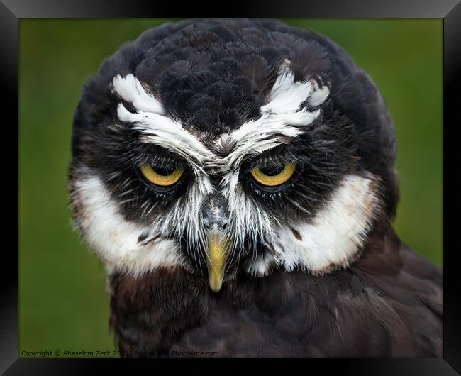 Spectacled Owl II Framed Print by Abeselom Zerit