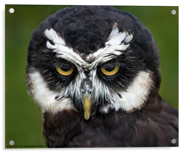 Spectacled Owl II Acrylic by Abeselom Zerit
