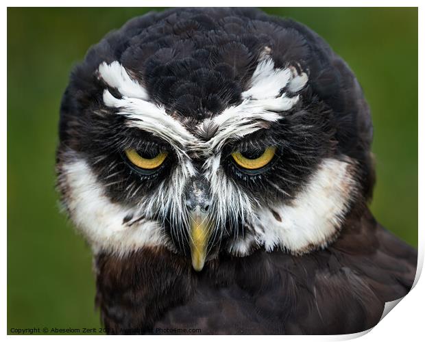 Spectacled Owl II Print by Abeselom Zerit