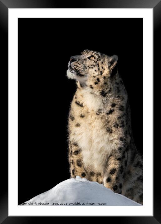 Sunbathing Snow Leopard V Framed Mounted Print by Abeselom Zerit