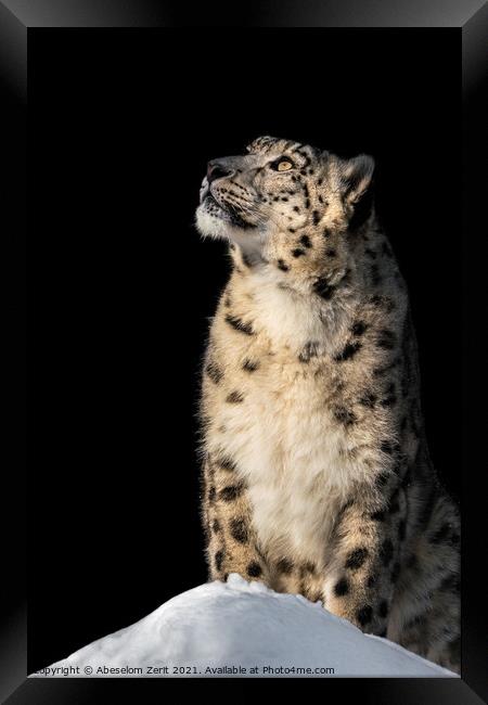Sunbathing Snow Leopard V Framed Print by Abeselom Zerit
