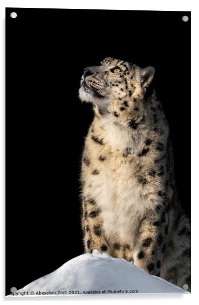 Sunbathing Snow Leopard V Acrylic by Abeselom Zerit