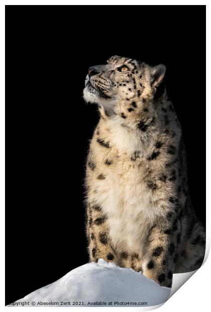 Sunbathing Snow Leopard V Print by Abeselom Zerit