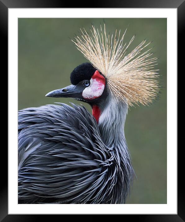 West African Crowned Crane V Framed Mounted Print by Abeselom Zerit