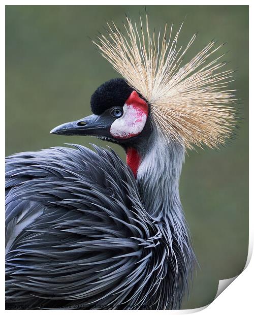 West African Crowned Crane V Print by Abeselom Zerit
