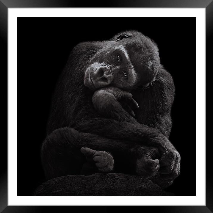 Western Lowland Gorilla Baby III Framed Mounted Print by Abeselom Zerit