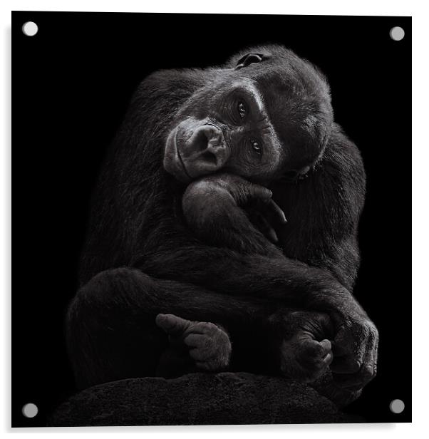 Western Lowland Gorilla Baby III Acrylic by Abeselom Zerit