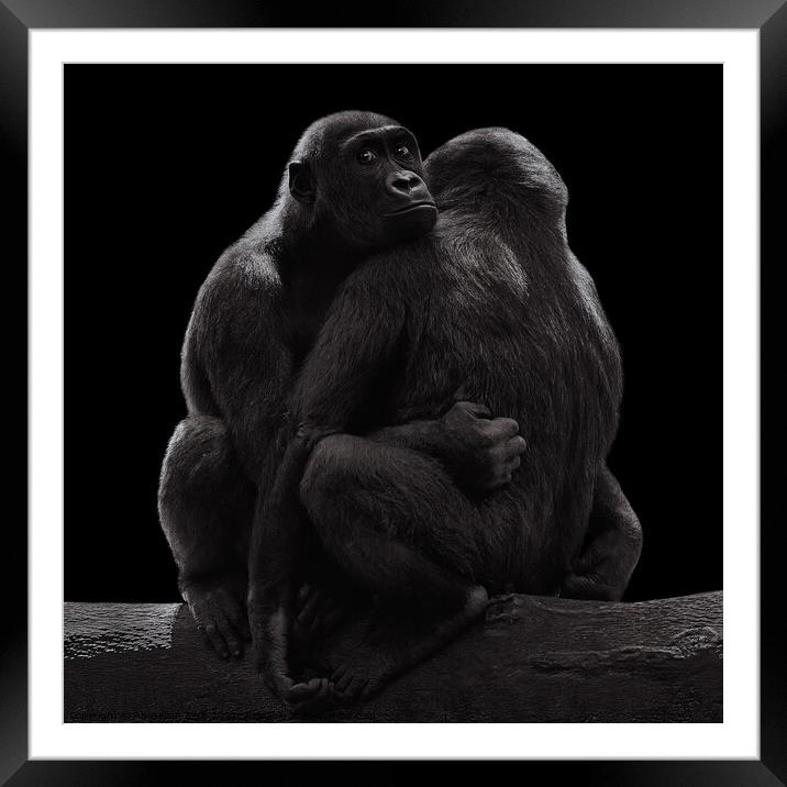 Western Lowland Gorilla Family III Framed Mounted Print by Abeselom Zerit
