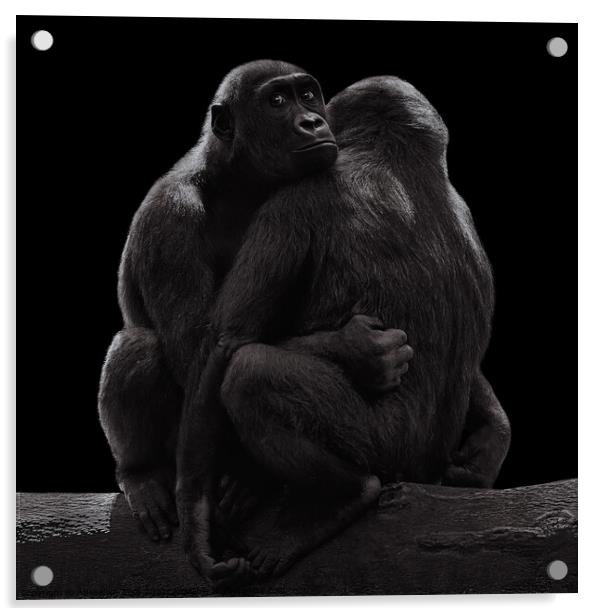 Western Lowland Gorilla Family III Acrylic by Abeselom Zerit