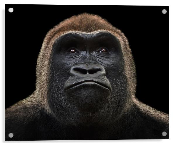 Western Lowland Gorilla XV Acrylic by Abeselom Zerit