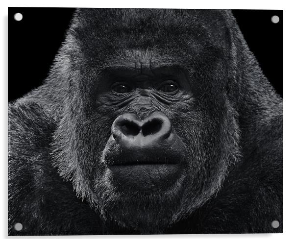 Western Lowland Gorilla XVI Acrylic by Abeselom Zerit