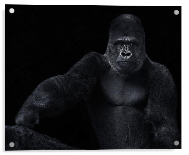 Western Lowland Gorilla XVII Acrylic by Abeselom Zerit