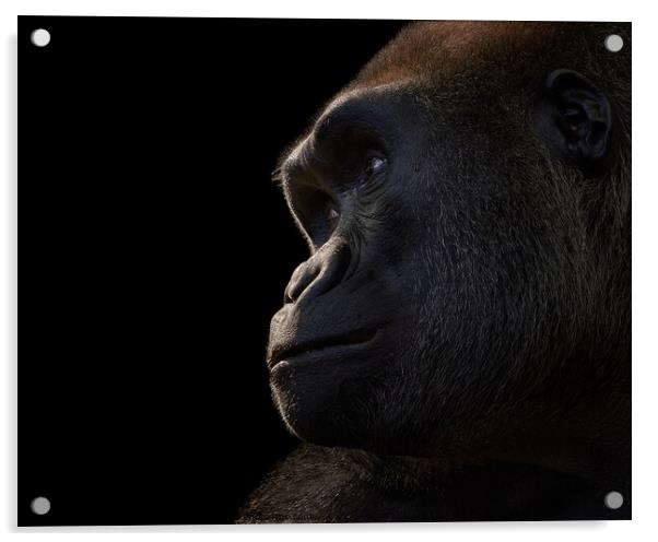 Western Lowland Gorilla XVIII Acrylic by Abeselom Zerit