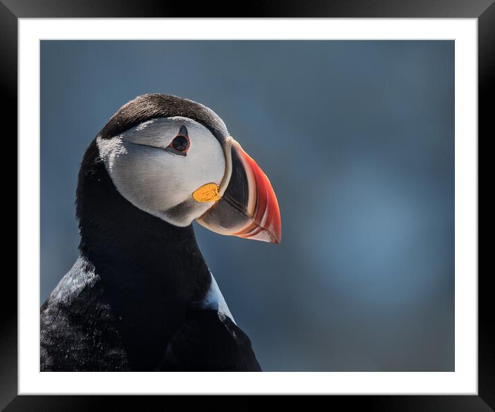 Atlantic Puffin III Framed Mounted Print by Abeselom Zerit