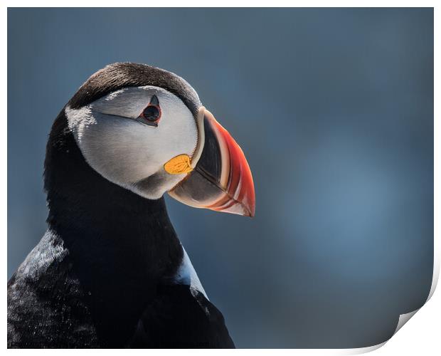 Atlantic Puffin III Print by Abeselom Zerit