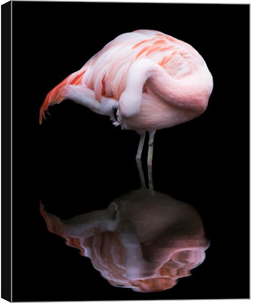 Chilean Flamingo VII Canvas Print by Abeselom Zerit