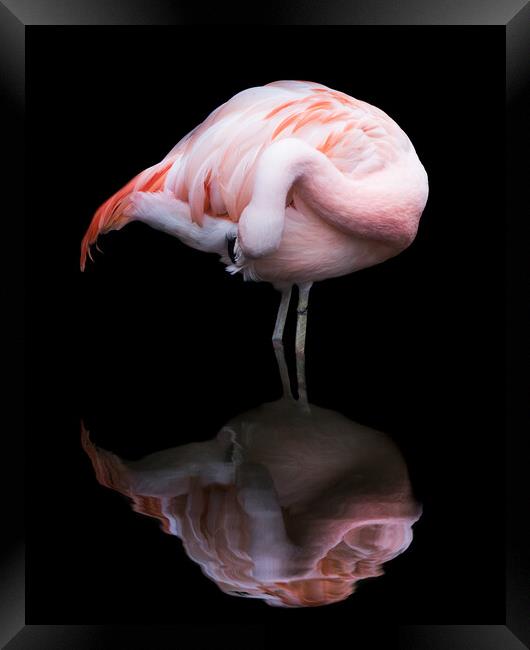 Chilean Flamingo VII Framed Print by Abeselom Zerit