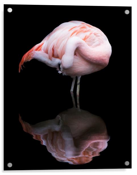 Chilean Flamingo VII Acrylic by Abeselom Zerit