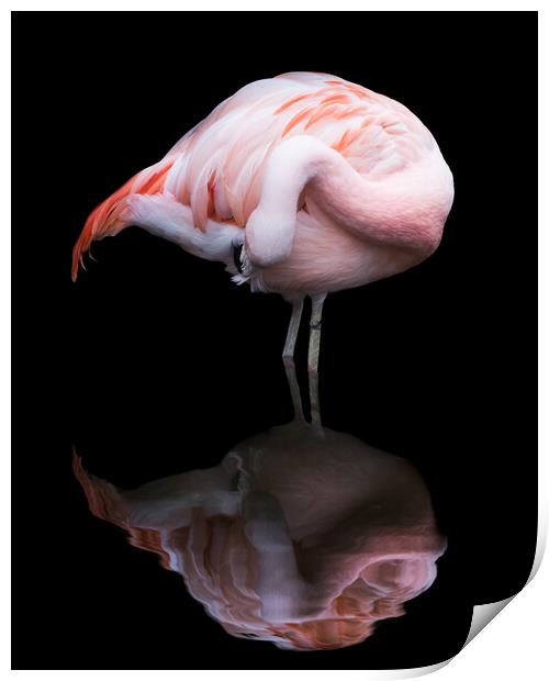 Chilean Flamingo VII Print by Abeselom Zerit