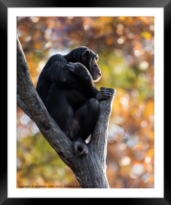 Chimpanzee XXI Framed Mounted Print by Abeselom Zerit