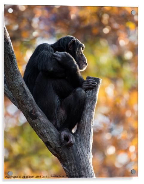 Chimpanzee XXI Acrylic by Abeselom Zerit