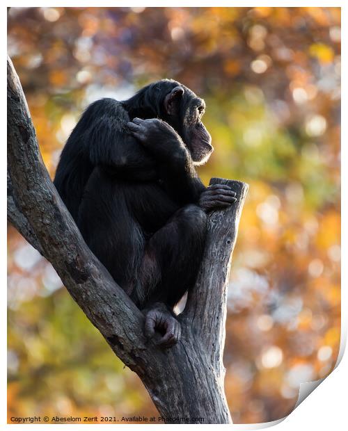 Chimpanzee XXI Print by Abeselom Zerit