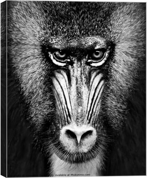 Mandrill XII Canvas Print by Abeselom Zerit