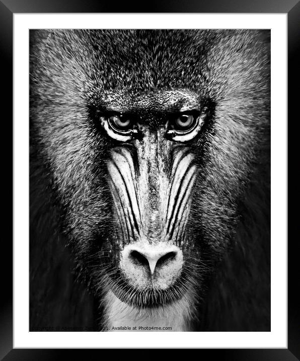 Mandrill XII Framed Mounted Print by Abeselom Zerit