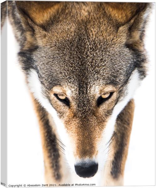 Red Wolf in Snow VI Canvas Print by Abeselom Zerit