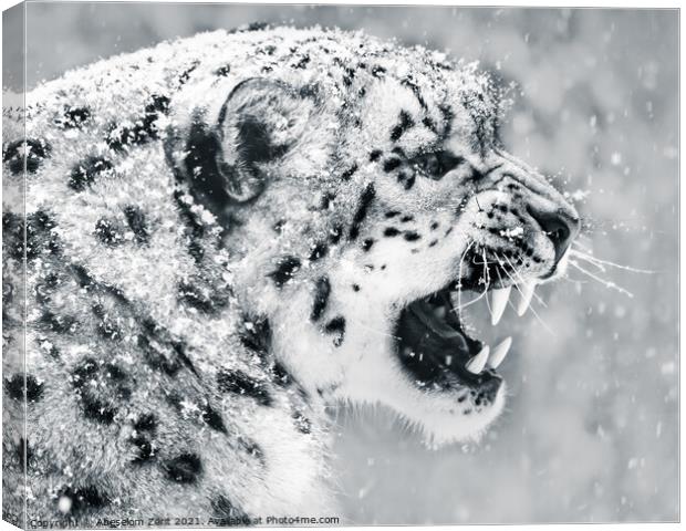 Snow Leopard In Snow Storm II Canvas Print by Abeselom Zerit