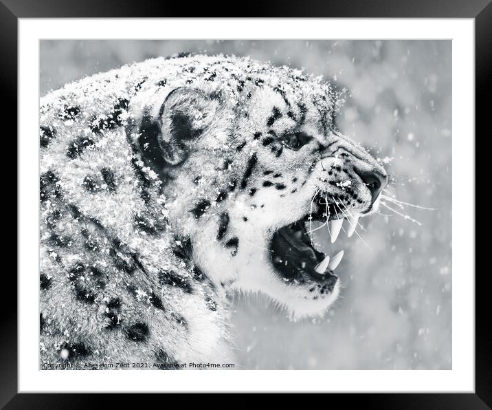 Snow Leopard In Snow Storm II Framed Mounted Print by Abeselom Zerit