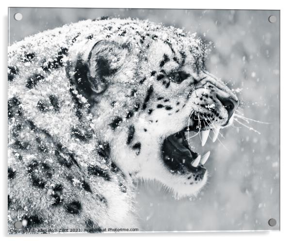 Snow Leopard In Snow Storm II Acrylic by Abeselom Zerit