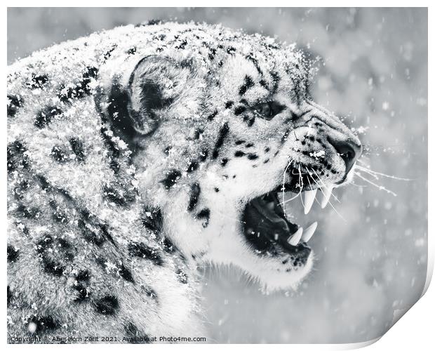 Snow Leopard In Snow Storm II Print by Abeselom Zerit