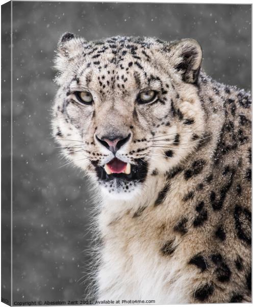 Snow Leopard in Snow Storm VI Canvas Print by Abeselom Zerit