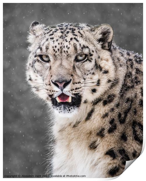Snow Leopard in Snow Storm VI Print by Abeselom Zerit