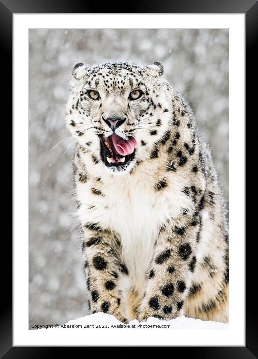 Snow Leopard in Snow Storm VII Framed Mounted Print by Abeselom Zerit