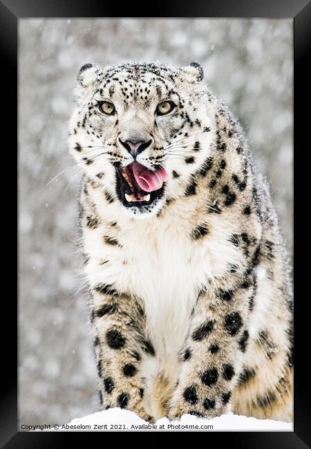 Snow Leopard in Snow Storm VII Framed Print by Abeselom Zerit